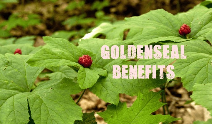 antioxidant boost – GOLDENSEAL ROOT 520MG 2B – goldenseal root powder organic