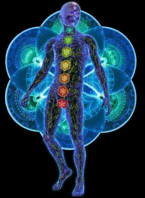 Immune support herbs – SPIRULINA 500MG (2) – spirulina bulk supplements