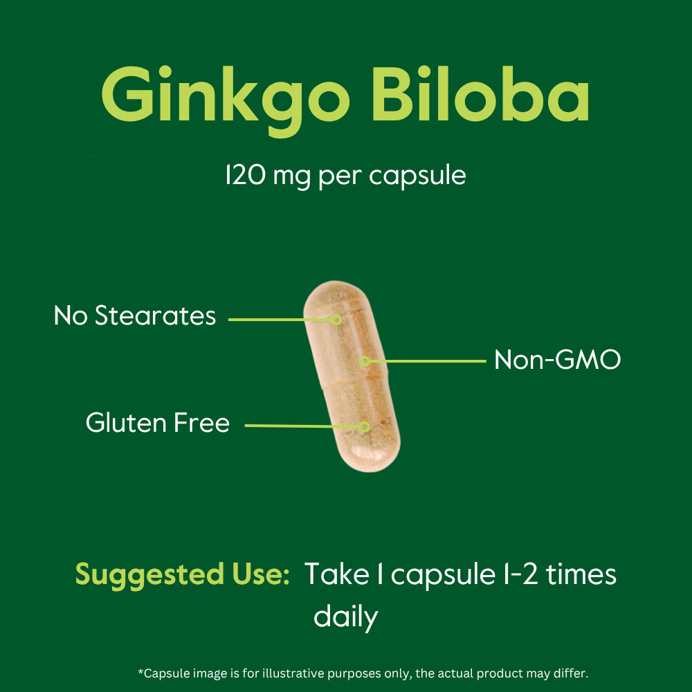 Ginkgo Biloba 120mg (240 Capsules) – Standardized Extract – No Stearates