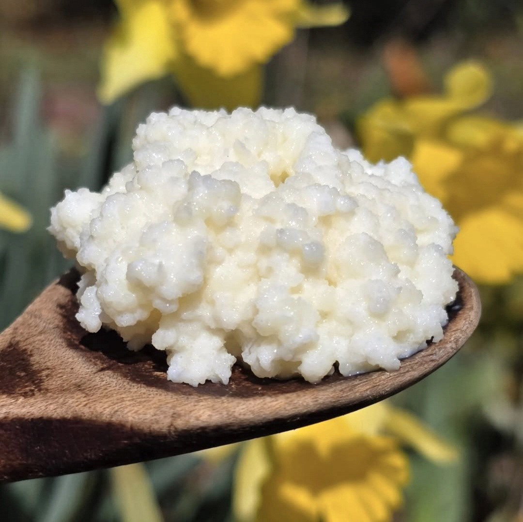 Live Milk Kefir Grains Organic Grass Fed Probiotic Cultures Strong and Fresh