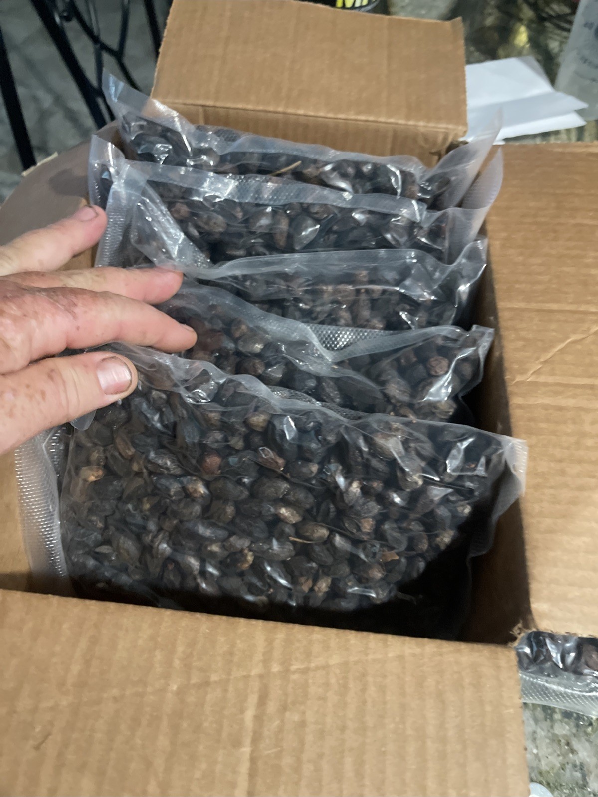10 Lbs Dried Saw Palmetto Berries