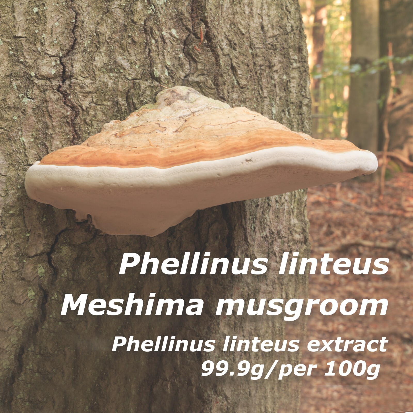 FINEJAPAN All in one Meshima Mushroom Extract Powder 180g phellinus linteus